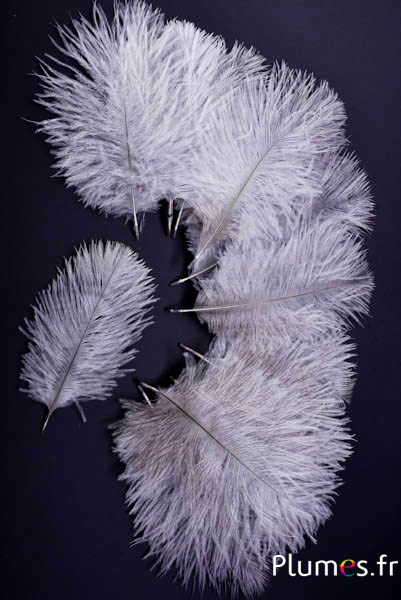 Struisvogel Bellies -8-13 cm - grijs